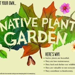 18. Megan Lynch: Native Plant Garden Promotional Poster